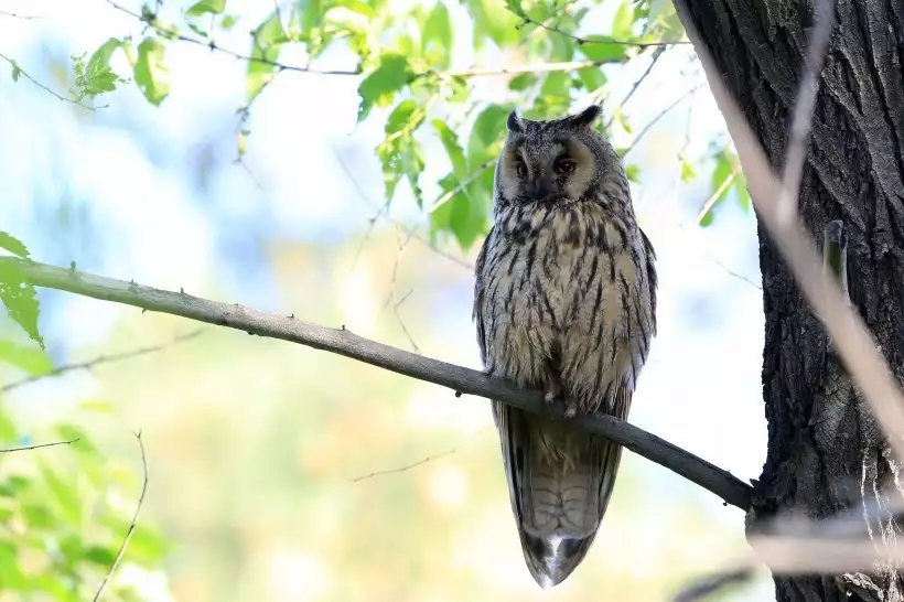 Noraneko Shoujo to no Kurashikata Ch. 4-16