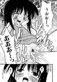 [yeahhhy tomii] Meconopsis