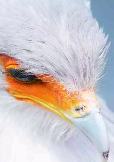 may Kemono Friends Thre Goudoushi 2