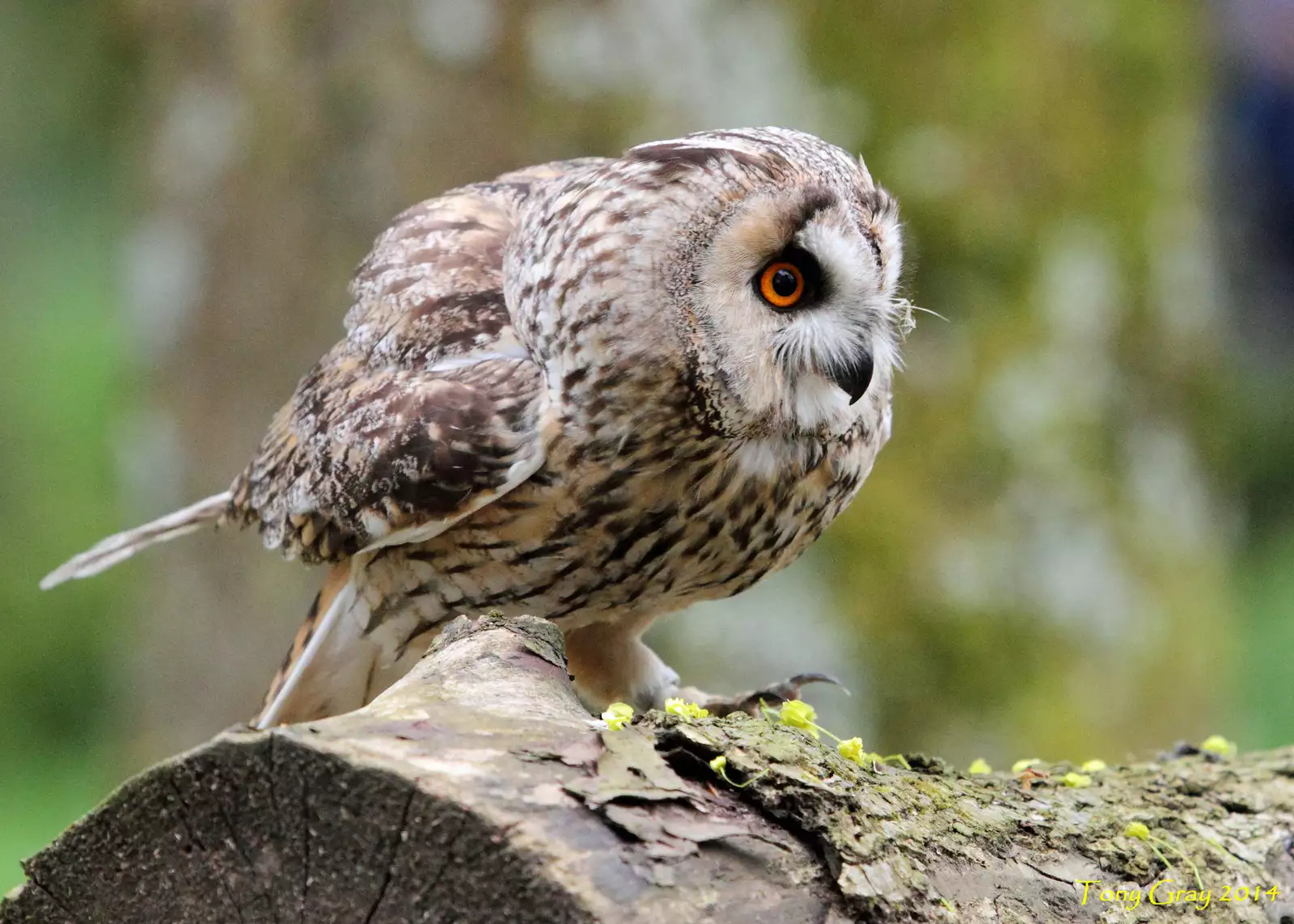 Noraneko Shoujo to no Kurashikata Ch. 4-16