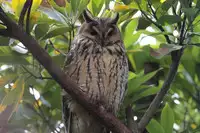 [Shiina] Noraneko Shoujo to no Kurashikata Ch. 5 (COMIC Ananga Ranga Vol. 17) [Chinese] [虎斑木菟漢化] [Digital]