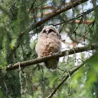 [Shiina] Noraneko Shoujo to no Kurashikata Ch. 4-11 [Chinese] [虎斑木菟漢化] [Digital]