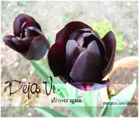 [Crimson Comics (Carmine)] Tifa Hard AC (Final Fantasy VII Advent Children) [English] [DejaVu]