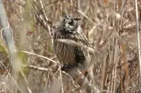 [Shiina] Noraneko Shoujo to no Kurashikata Ch. 4-11 [Chinese] [虎斑木菟漢化] [Digital]