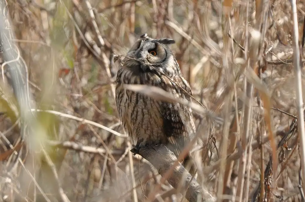 Noraneko Shoujo to no Kurashikata Ch. 4-16