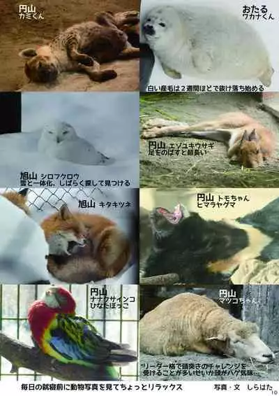 may Kemono Friends Thre Goudoushi 2