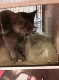 [Pakupikubon (Naizou Chimuko)] Aishite Honey (Majin Tantei Nougami Neuro)