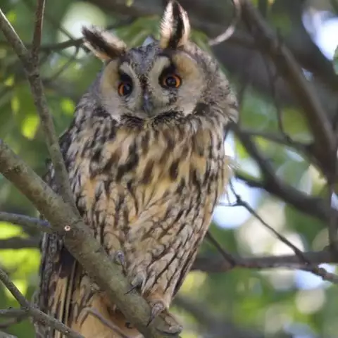 Noraneko Shoujo to no Kurashikata Ch. 4-16