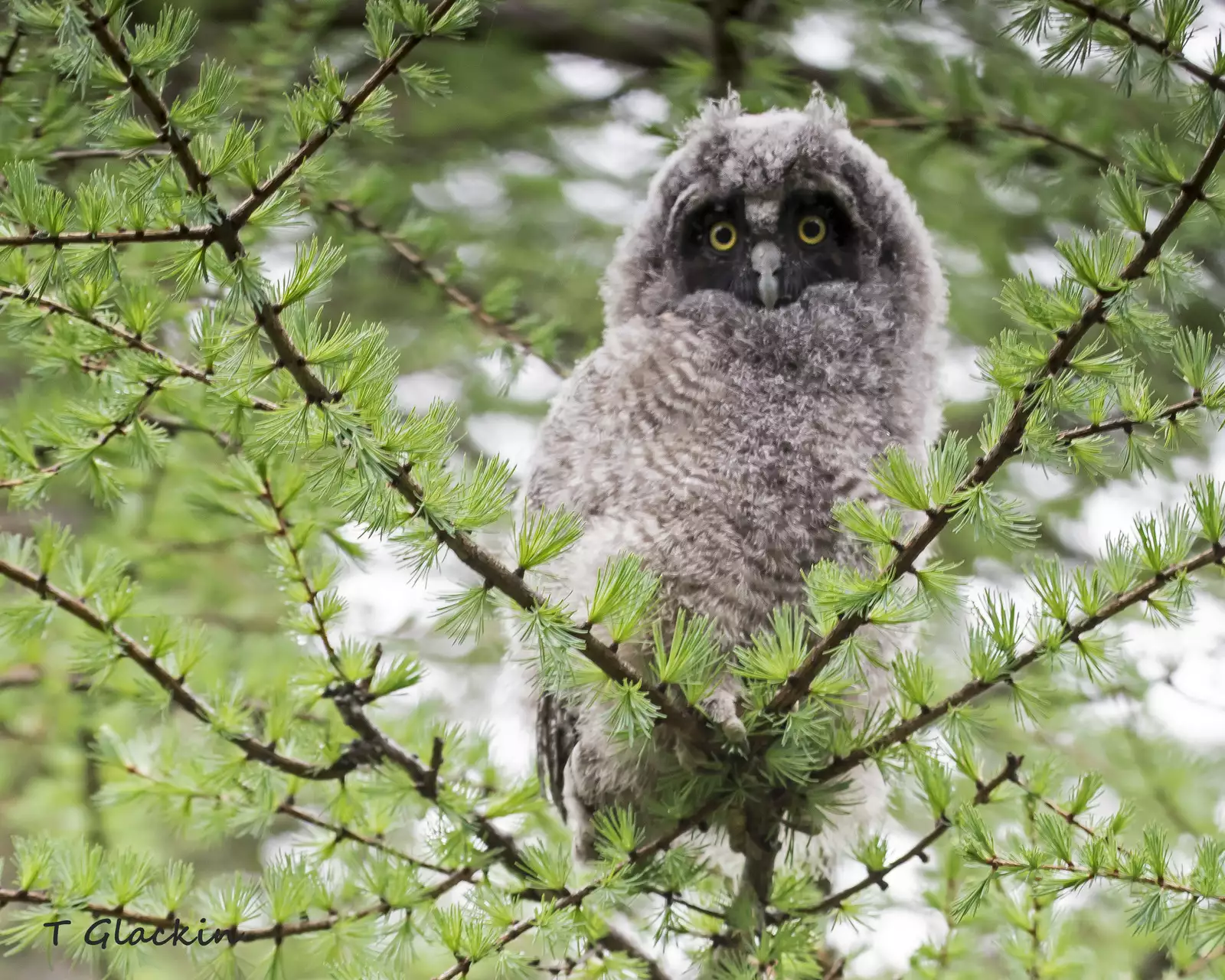 Noraneko Shoujo to no Kurashikata Ch. 4-16