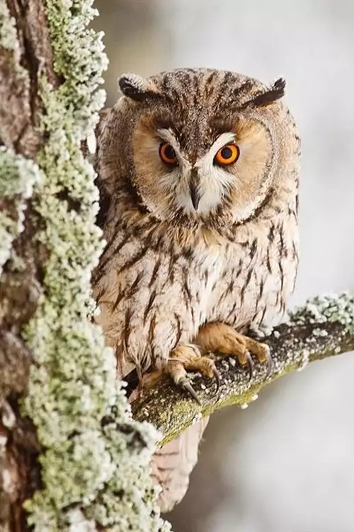 Amayadori no Hito｜避雨者