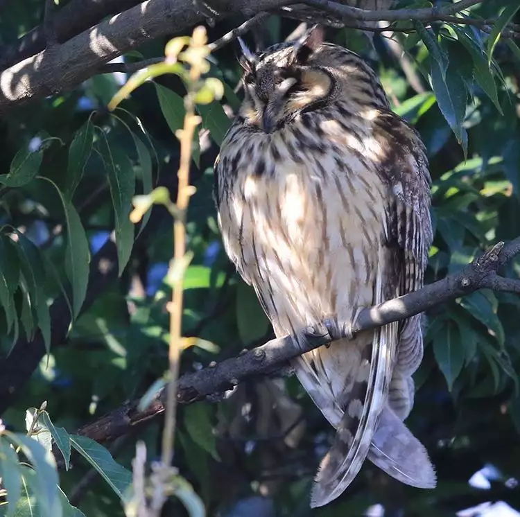 Noraneko Shoujo to no Kurashikata Ch. 4-16