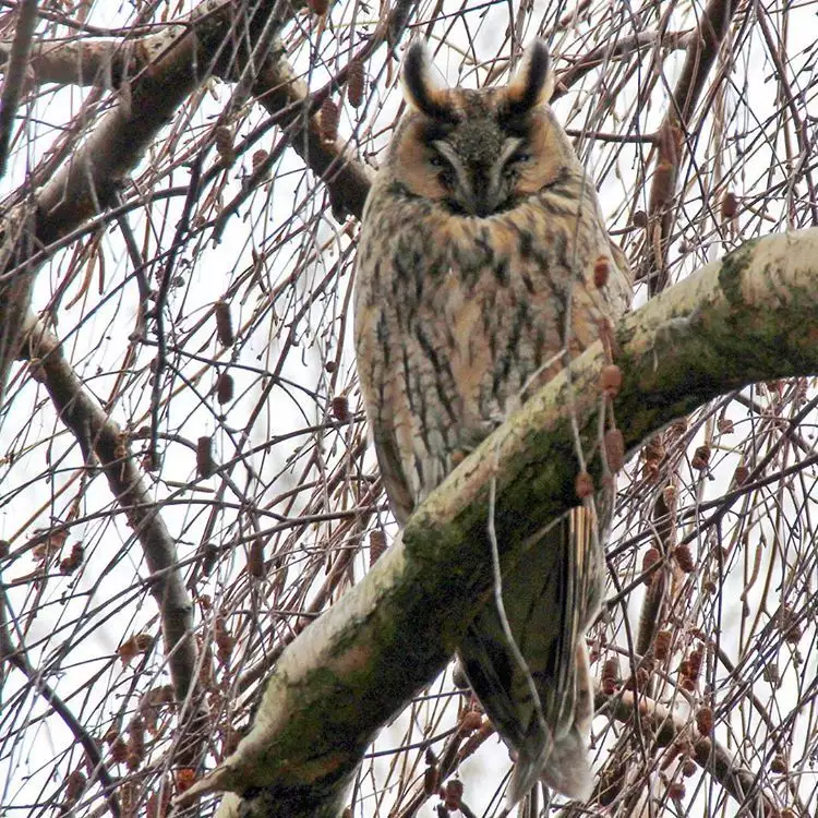 Noraneko Shoujo to no Kurashikata Ch. 4-16