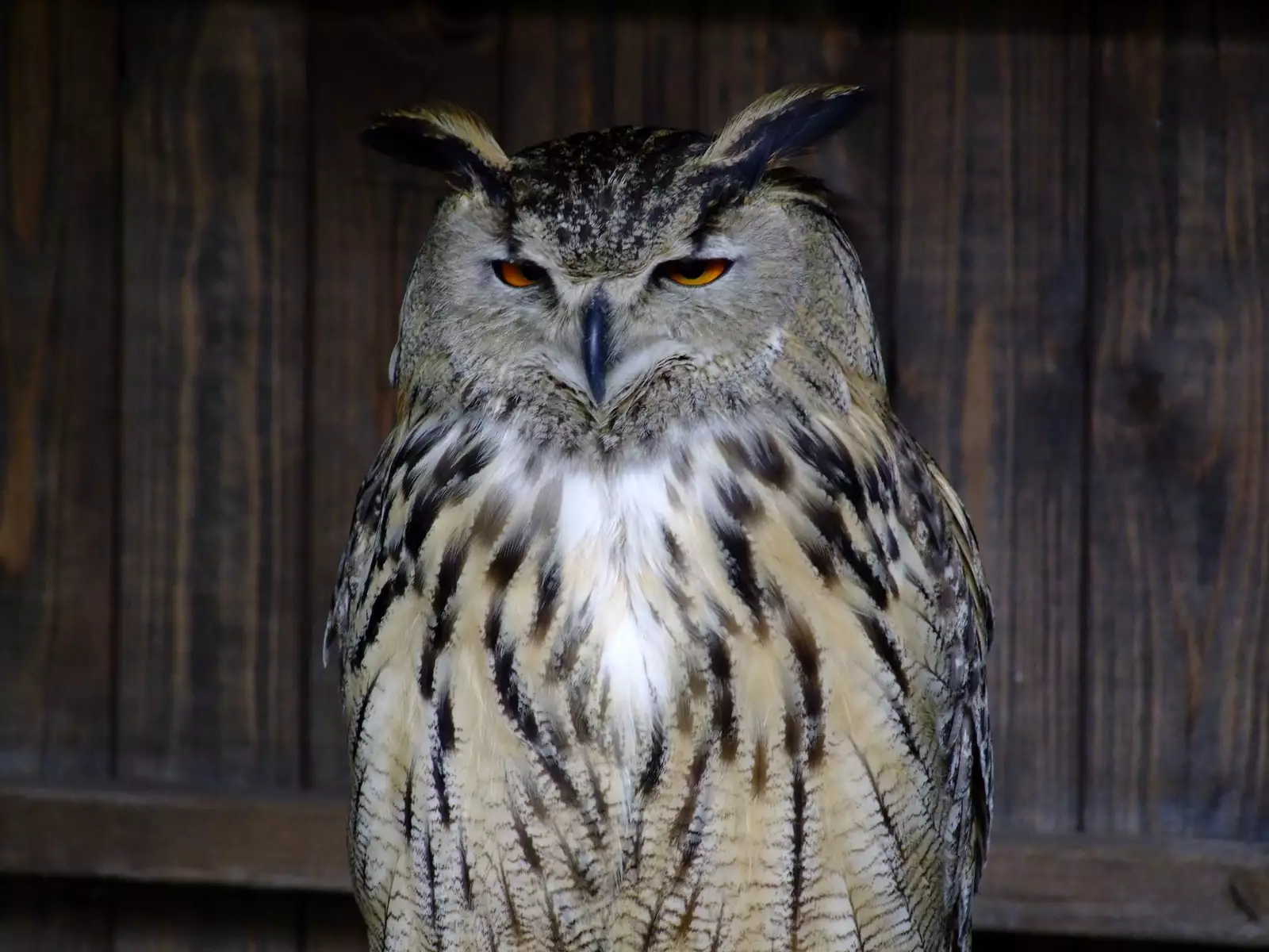 Noraneko Shoujo to no Kurashikata Ch. 4-16