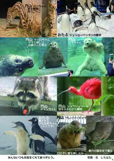 may Kemono Friends Thre Goudoushi 2