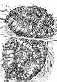 [Sumomo Dou] kousoku futanari musume