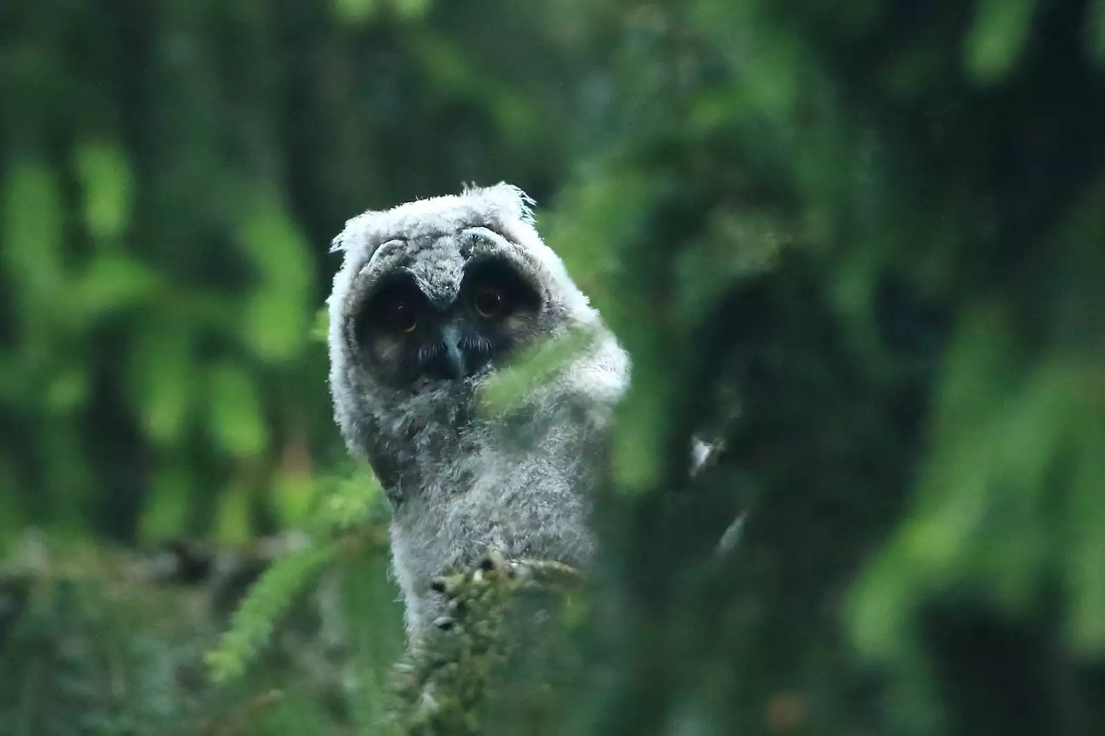 Noraneko Shoujo to no Kurashikata Ch. 4-16