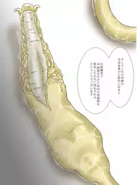 [Kasetsu Shirokuma Kakko Yoi (Yoikuma)] P045-02 Vanis Report