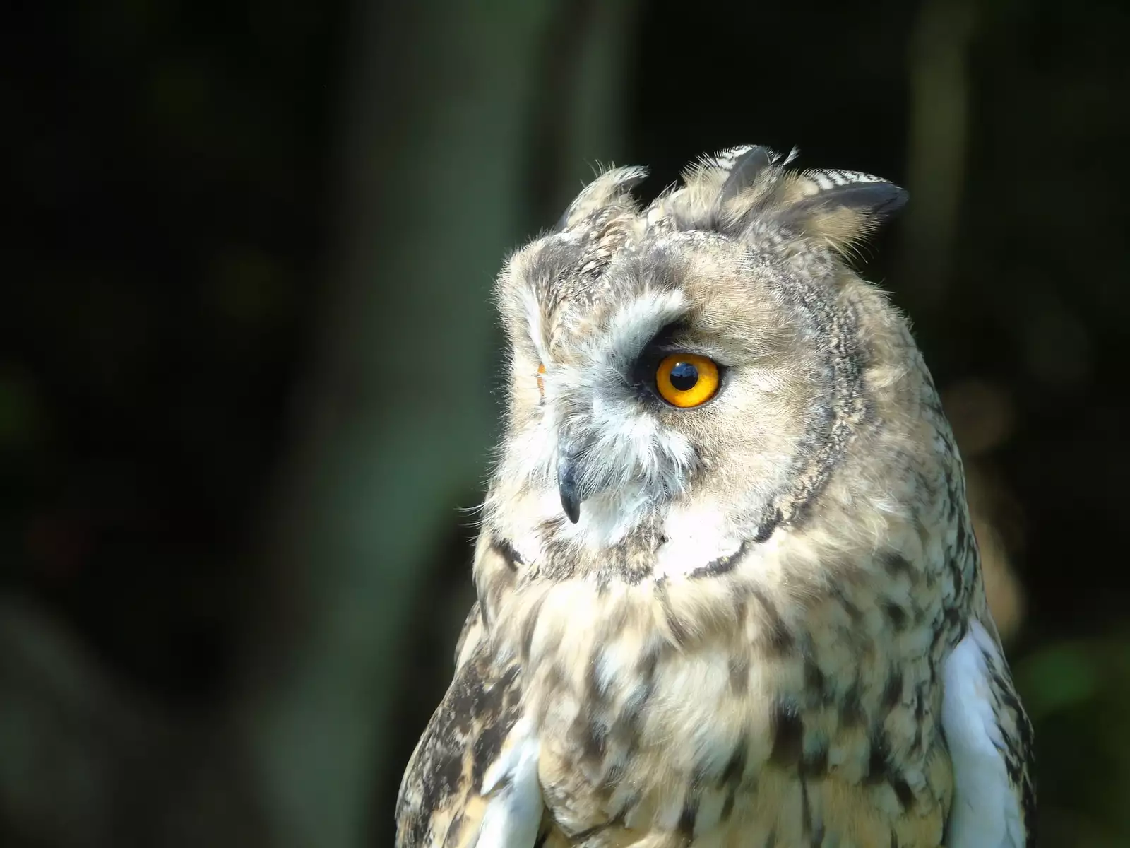 Noraneko Shoujo to no Kurashikata Ch. 4-16