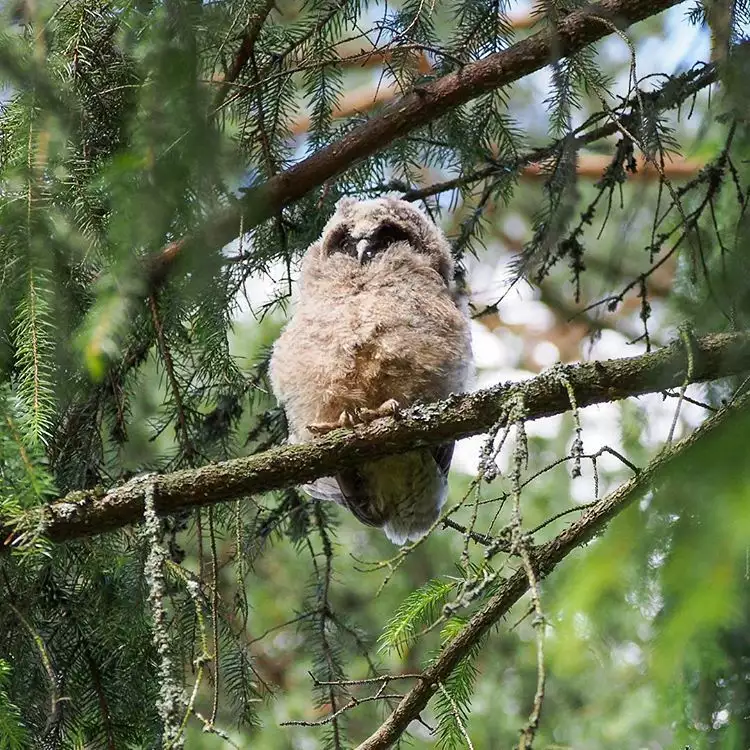 Noraneko Shoujo to no Kurashikata Ch. 4-16